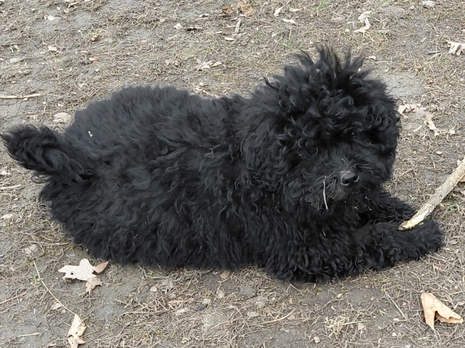 Puli puppy for sale